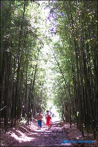 【映画&ドラマロケ地①】ドラマ『茶母』/大田面の竹林