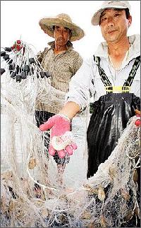 秋はコウライエビの季節!安眠島でとれたてのエビをお腹一杯食べよう