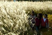 風に揺れるススキ野、そして音楽会・・・ワールドカップ公園「ススキフェスティバル」