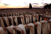 海、夕日、イカ漁・・・天恵の絶景「鬱陵島」