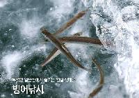 冬ならではのレジャー「ワカサギ釣り」 上手く釣るコツ教えます