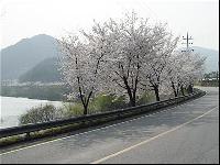 観光公社お勧めの「春に行きたい旅行地」