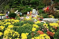 深まる秋…菊を見ながら晩秋の情緒を満喫