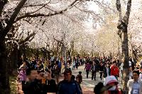 まだ間に合う! 隠れた桜の名所 /仁川