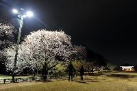 慶州の春、異国人の心をリフレッシュ