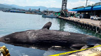 일본으로부터1.7톤의 고래 고기를 밀수입한 범죄 그룹에 집행 유예