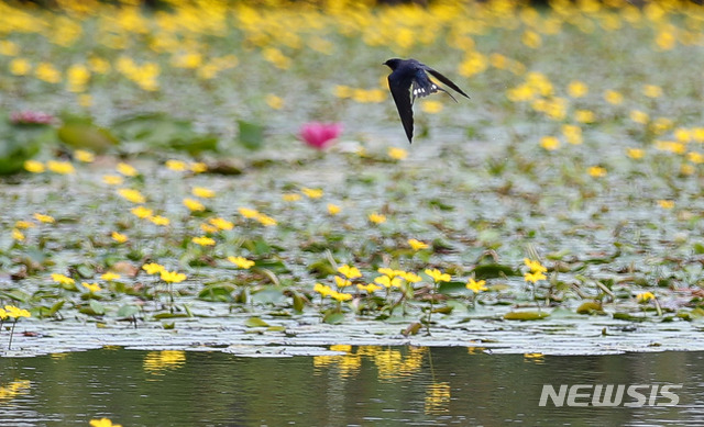 「ツバメの花見」