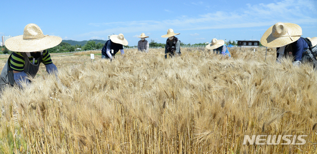 芒種を前にムギの収穫