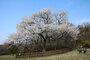 「日本の桜を抜いて、済州の王桜を植えよう」キャンペーン始まる