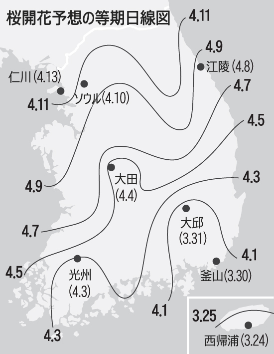 ソウルの桜、来月16日ごろ満開の見通し