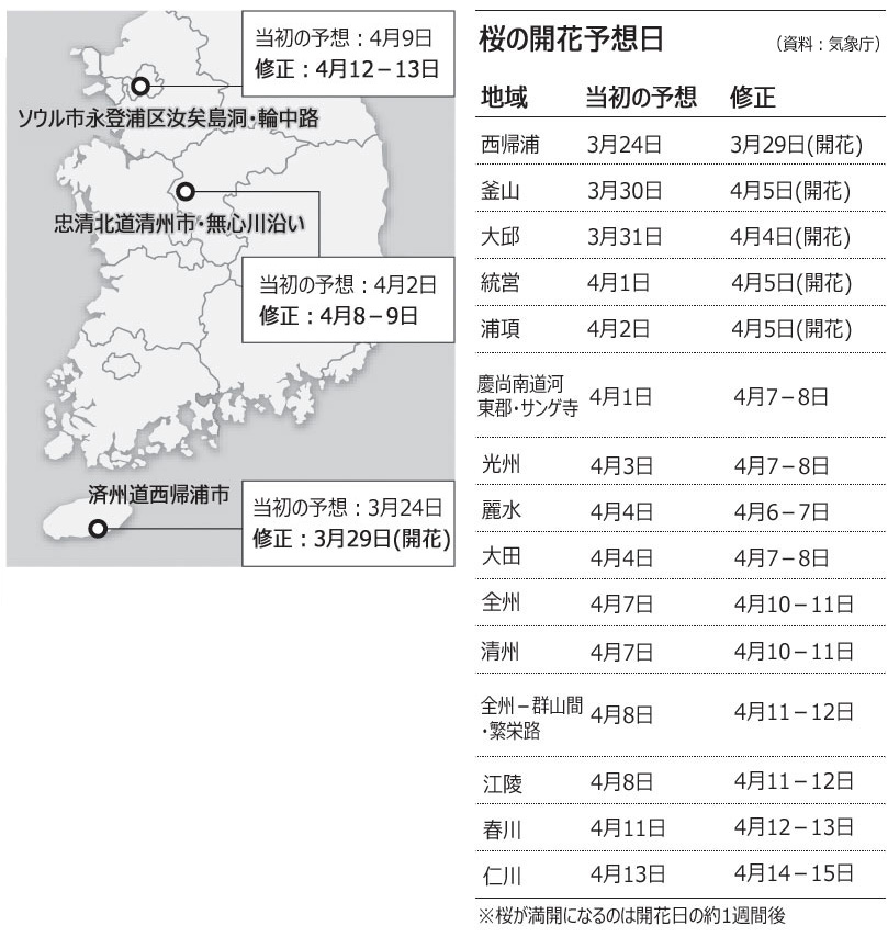 韓国各地で桜の開花に遅れ