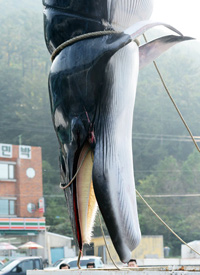 韓国の違法捕鯨、巧妙に組織化