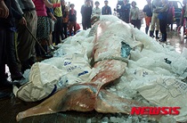 釜山でミンククジラが競りに