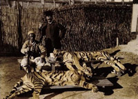 チョウセントラの剥製、韓国市民団体が日本皇室所蔵の有無を確認へ