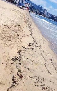 ガス臭の次はアリの群れ、「地震の前兆」デマ広がる釜山