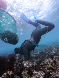 手当を目当てに「危険な漁」に出る海女たち　／済州