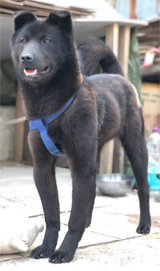 女子大キャンパス内で飼育された犬、飼い主の酒のつまみに　／水原