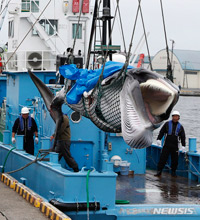 ▲北海道釧路港で1日、捕獲されたミンククジラが捕鯨船から水揚げされているところ。日本はこの日、31年ぶりに商業捕鯨を再開した。／写真＝NEWSIS