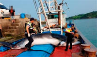 ミンククジラを銛で捕獲した60代の船長と船員に実刑