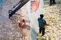 ▲インターネット上で拡散した中国のキムチ工場の動画。白菜は汚い水で漬けられ、さびたショベルカーと裸の労働者が白菜をかき回している。写真＝NEWSIS