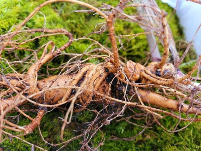東北山参　野生高麗人参 東北山参 野生高麗人参 高麗人参 6年根長白山白参 100g そのまま