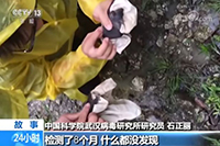 「コウモリが手袋かんで破れた」武漢研究所が削除した映像あった
