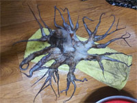 木の枝のように広がる32本の足…南海で怪ダコ捕獲　／慶尚南道