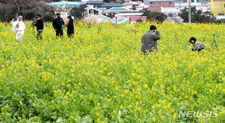 菜の花満開の西帰浦／済州島