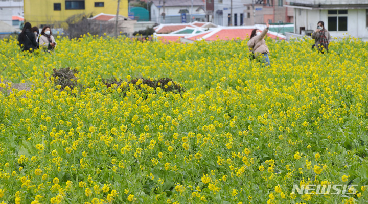 菜の花満開の西帰浦／済州島