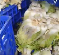 「腐った白菜でキムチ」のハンソン食品、製造した子会社の廃業を決定