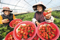 ▲忠清南道論山市でイチゴ農家を営むパク・スジンさん夫妻（右）が3月23日、ビニールハウスで収穫したイチゴを手に取っている。／シン・ヒョンジョン記者