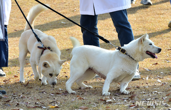 慶北大にやって来た豊山犬ソンガン コミ Chosun Online 朝鮮日報