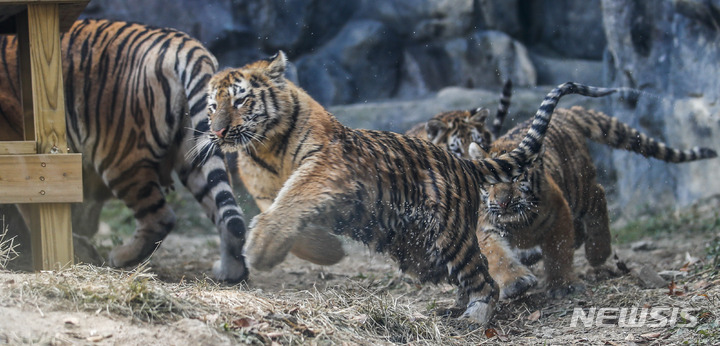 一般公開された三つ子のトラ　＝ソウル大公園