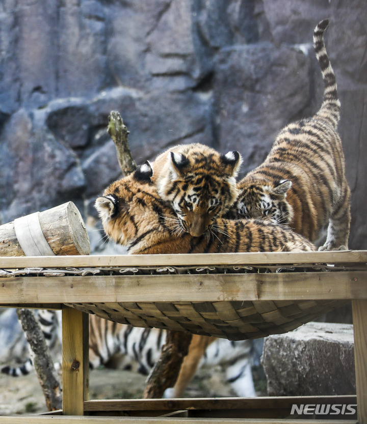 一般公開された三つ子のトラ　＝ソウル大公園