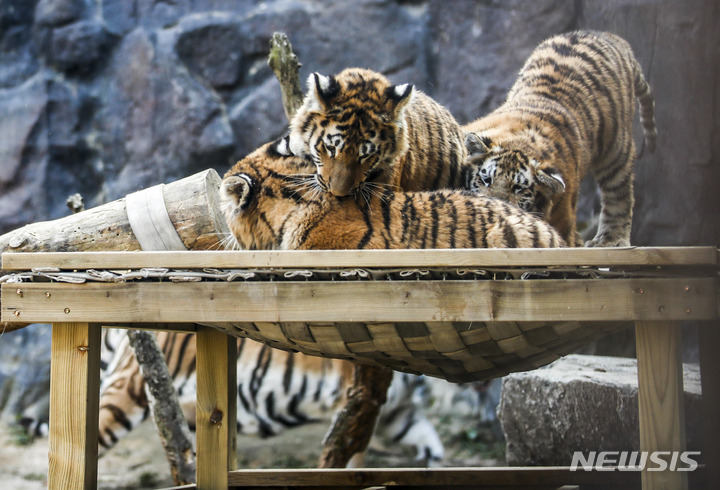 一般公開された三つ子のトラ　＝ソウル大公園