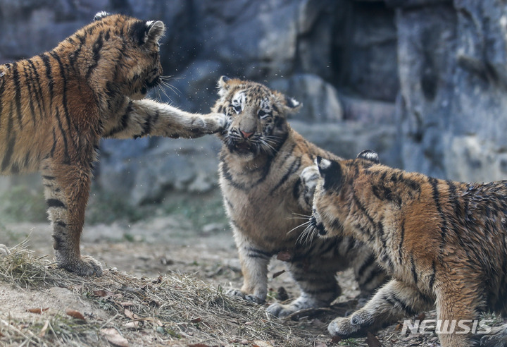 一般公開された三つ子のトラ　＝ソウル大公園