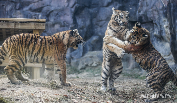 一般公開された三つ子のトラ　＝ソウル大公園