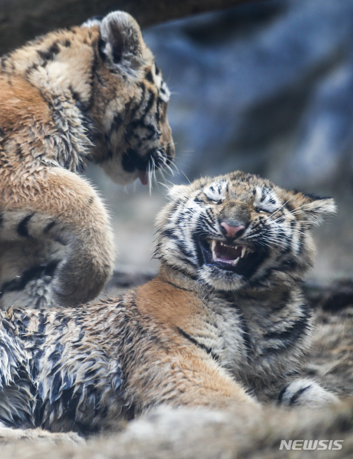 一般公開された三つ子のトラ　＝ソウル大公園