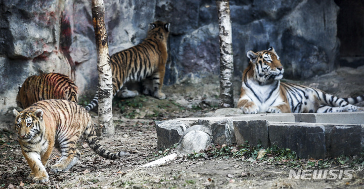 一般公開された三つ子のトラ　＝ソウル大公園