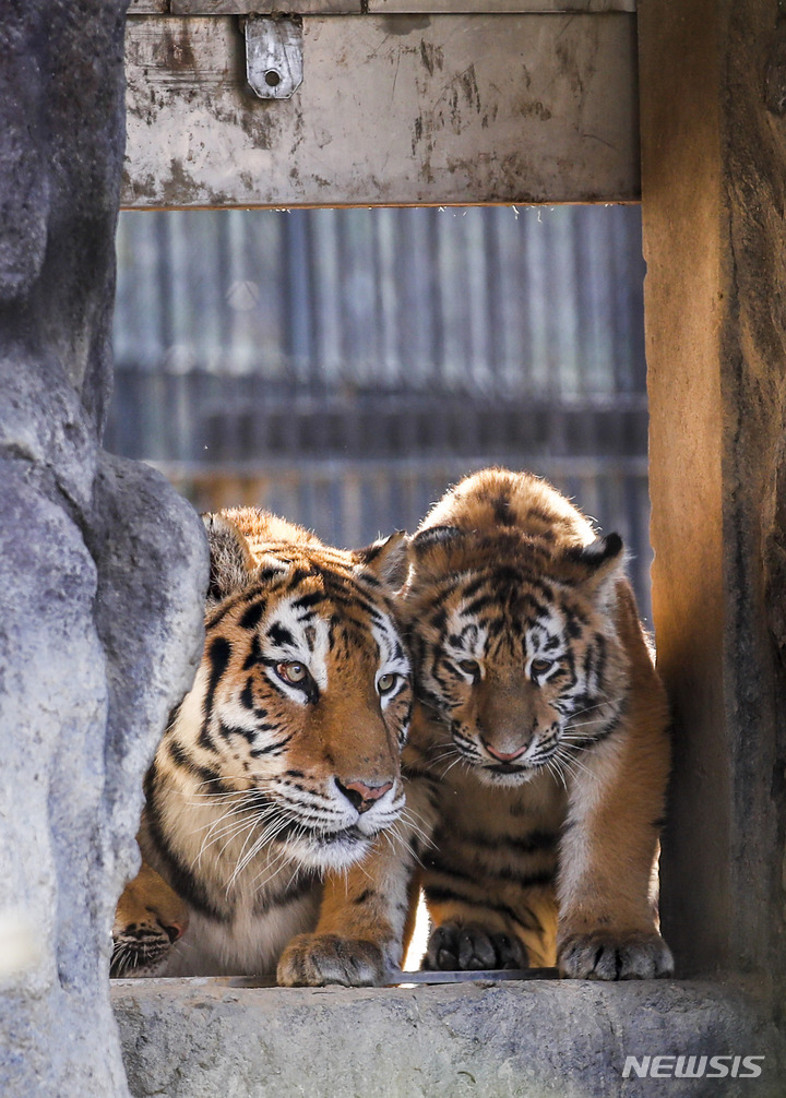 一般公開された三つ子のトラ　＝ソウル大公園