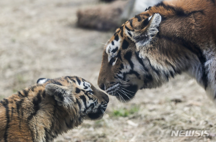 一般公開された三つ子のトラ　＝ソウル大公園