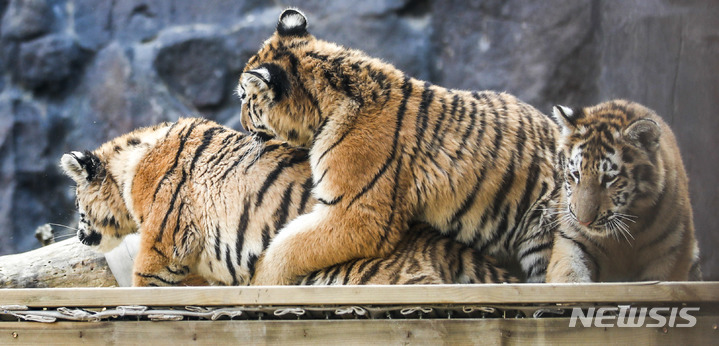 一般公開された三つ子のトラ　＝ソウル大公園