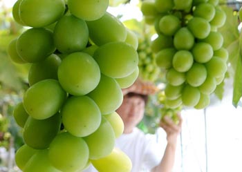 固くて甘くない韓国産の高級ぶどう「シャインマスカット」、評判急落の理由とは