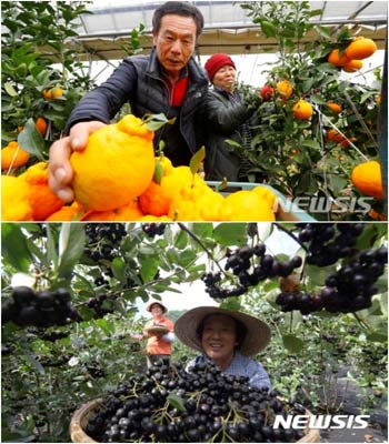 韓国産のハンラボン・アロニア・新高梨…栽培農家増えては暴落の繰り返し