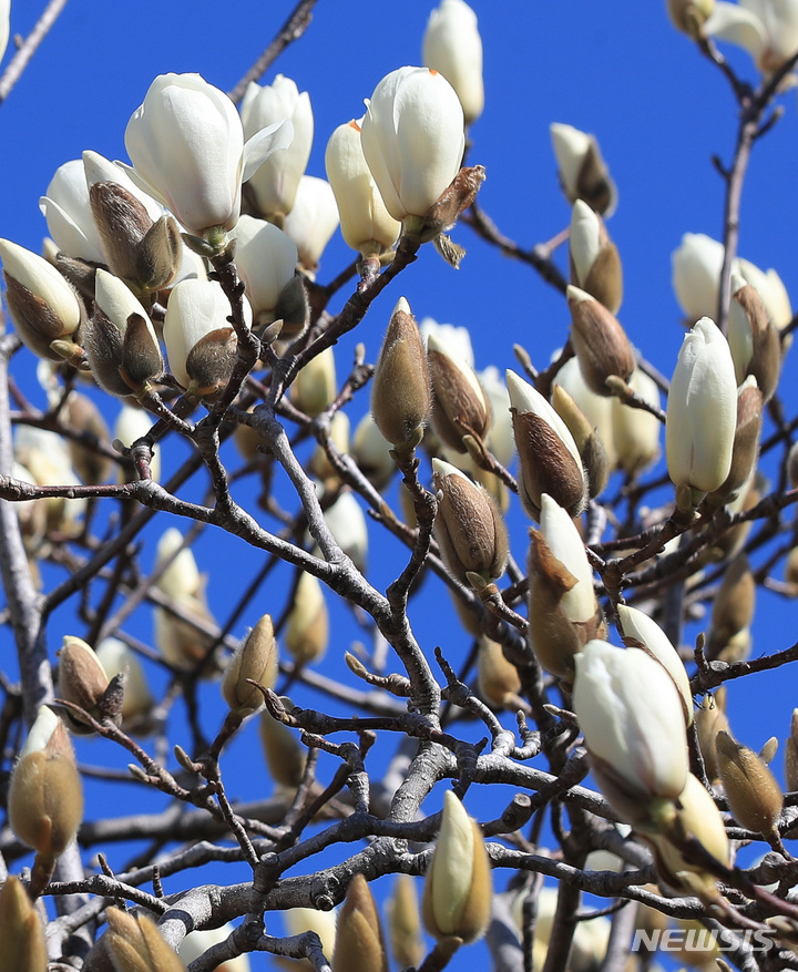モクレンが咲いた李仲燮通り ／済州Chosun online 朝鮮日報