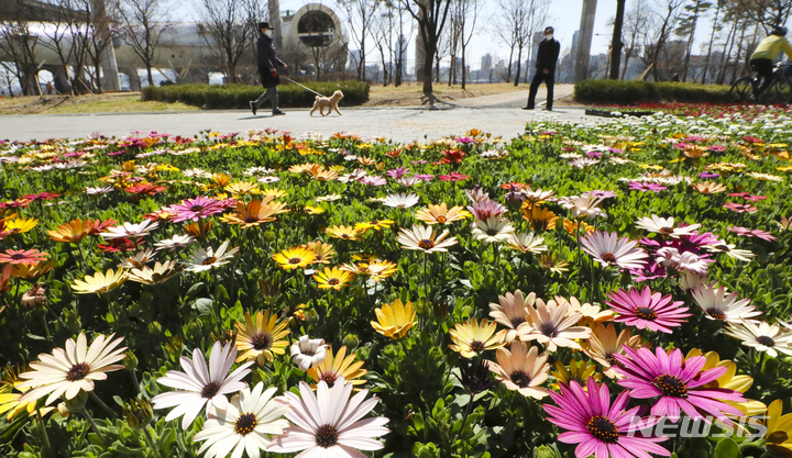 漢江公園の各所に春の花を植栽