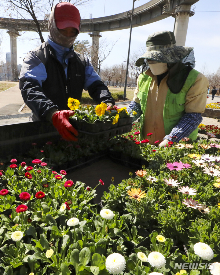 漢江公園の各所に春の花を植栽