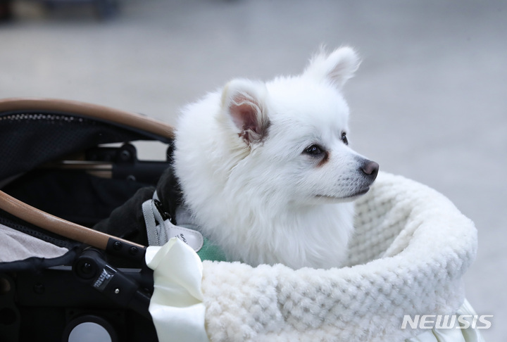 「愛犬と一緒に済州へ」　ペット同伴チャーター機旅行商品発売
