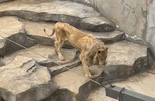「百獣の王」ライオンが骨と皮だけに…衝撃を与えた中国の動物園映像
