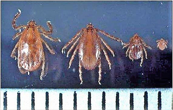 ▲マダニ　写真＝朝鮮DB